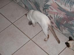 kittens